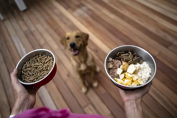 Comida caseira versus comida comprada em loja: o que é melhor para o seu cachorro?