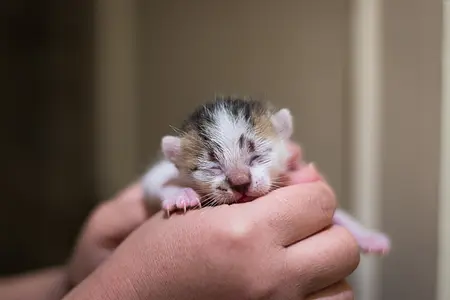 Sua primeira semana com um novo gatinho: um guia de sobrevivência diário