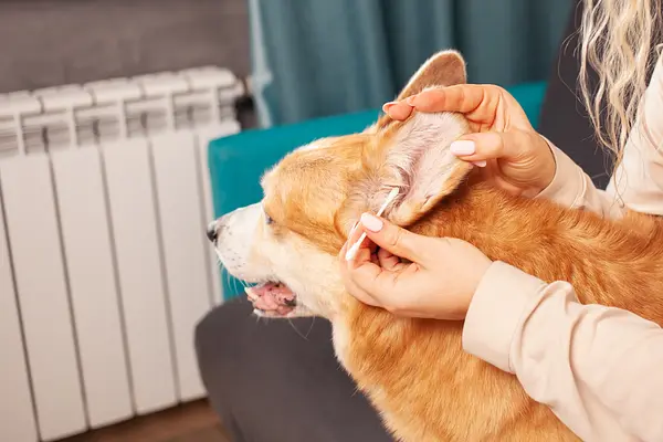 Garder les oreilles de votre chiot en bonne santé : conseils essentiels pour le soin des oreilles