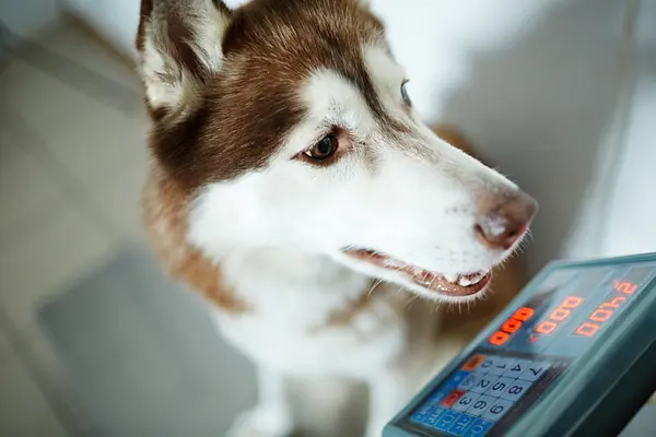 Mantener un peso saludable para su perro: consejos y trucos