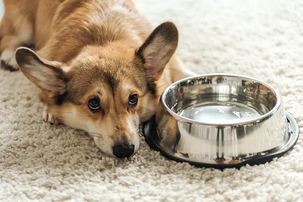 Hoeveel water heeft uw puppy dagelijks nodig?