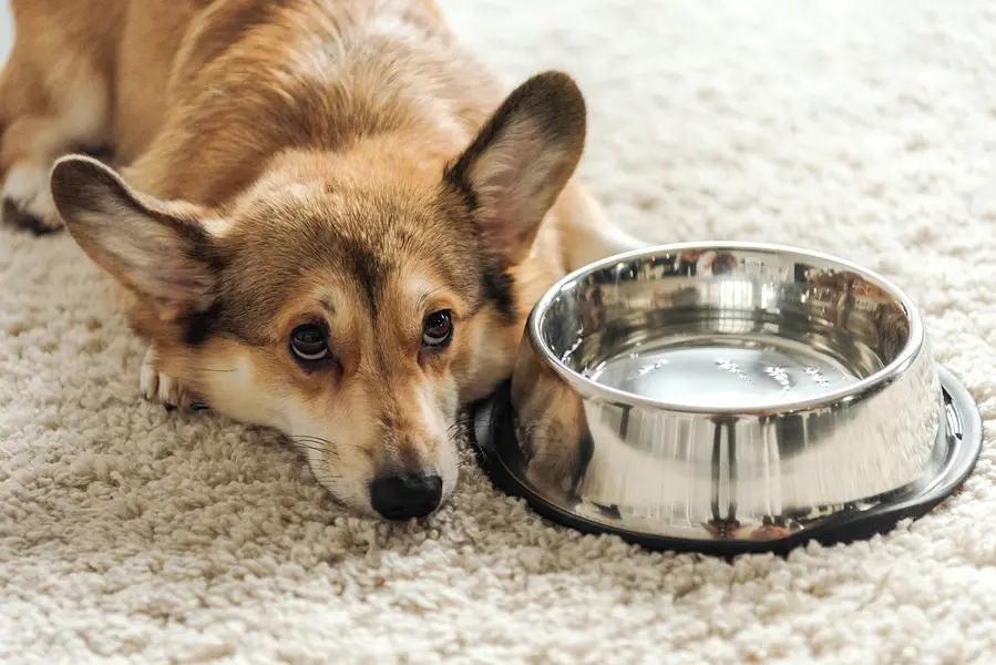How Much Water Does Your Puppy Need Daily?