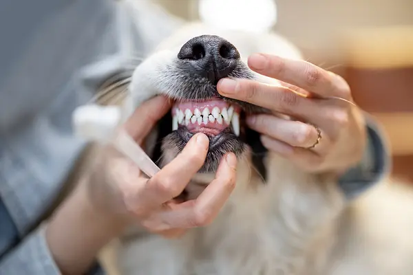 De glimlach van uw pup helder houden: een gids voor mondhygiëne bij honden