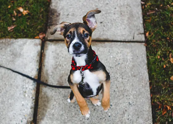 Os benefícios da adoção de filhotes de cachorro: liberando a alegria