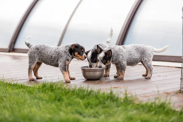 आपके पपी को हर दिन कितना पानी पीना चाहिए? 🐾💧