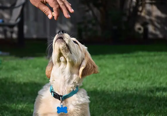 Comandos básicos de obediencia: enséñele a su cachorro comandos esenciales como sentarse, quedarse quieto, venir y seguir