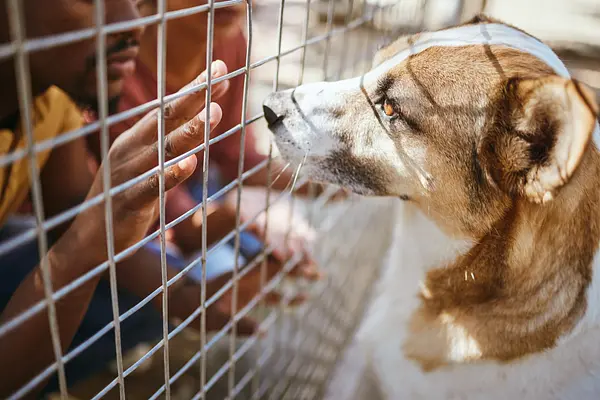 5 señales de alerta a tener en cuenta al elegir un nuevo cachorro