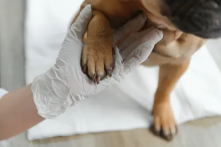 Quand Votre Compagnon à Quatre Pattes se Blesse la Patte : Un Guide pour Soigner la Patte Blessée de Votre Chien