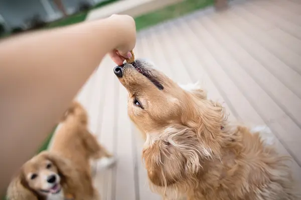 Friandises et dressage : la façon douce d'enseigner à votre chiot