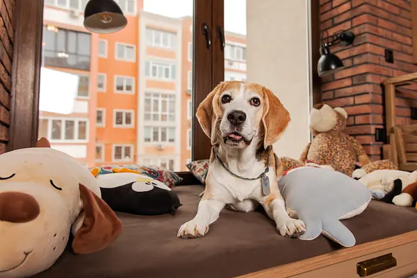 Noites tranquilas: ajudando seu cachorrinho de apartamento a dormir profundamente