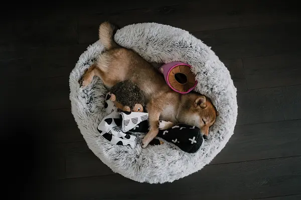 Lidando com o despertar noturno: ajudando seu cachorro a dormir a noite toda