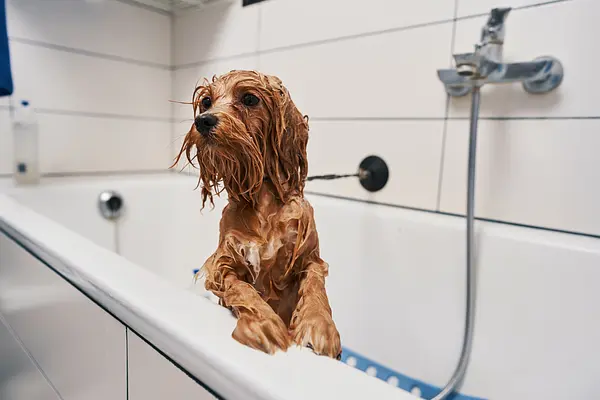 Verzorging en hygiëne voor puppy's: tips voor poetsen, baden en nagelknippen