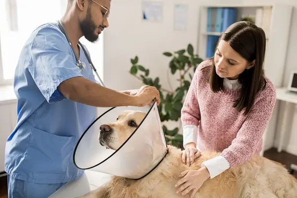 De voordelen van het steriliseren of castreren van uw hond