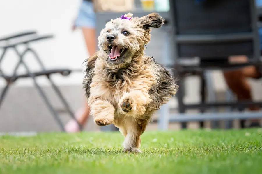 幼犬运动需求：适合成长期幼犬的运动量和运动类型