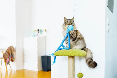 Halten Sie Ihre Hauskatze aktiv: Lustige und kreative Bewegungsideen für glückliche, gesunde Katzen